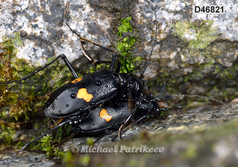 Oxycheila tristis (Cicindelinae)